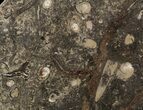 Fossil Orthoceras & Goniatite Plate - Stoneware #51453-1